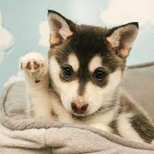 Pin On Our Puppies