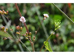 Image result for Boerhavia erecta