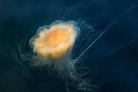 How to draw a lion's mane. Lion S Mane Jellyfish Which Can Grow 5 Feet Across Spotted In Hingham Harbor And Massachusetts Beaches Masslive Com