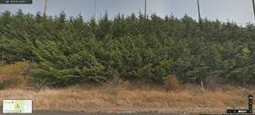 Image result for what can i plant instead of leyland cypress