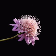 Image result for Scabiosa drakensbergensis