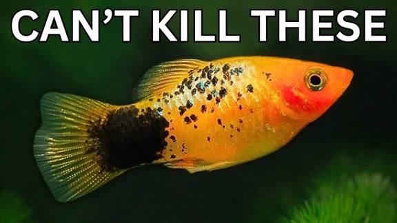 10 Fish That Are Impossible to Kill (Beginner Guide)