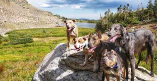 Maybe you would like to learn more about one of these? The Power Of The Place Command Flash Dog Training Wheat Ridge Co Bend Oregon