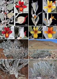 Image result for Petalidium englerianum