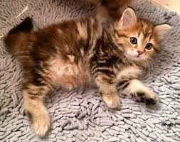 Kittens are lively and curious, which can lead them into serious trouble unless you take preventative measures. How To Kitten Proof Your Home Keep Your Kitten Safe