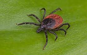 These organic pesticides have a natural base and are safer. Green Flag Services Pest Control Lawn Care Services
