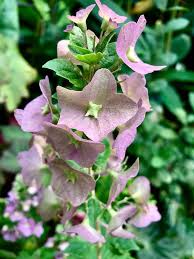 Image result for Karomia tettensis