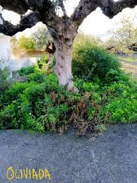 Dig about 1 foot inward from the slab's edge, making a gap of 1 inch or so; 5 Ways To Remove Olive Stains From Concrete Driveway Or Pathway Oliviada
