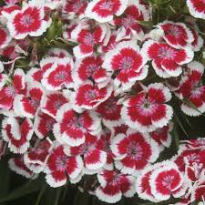 Image result for Dianthus chimanimaniensis