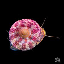 Image result for Trochomeria subglabra