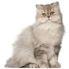 pin by panin oleg on 고양이 품종 in 2020 cat breeds persian cat white cats