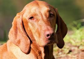 Vizsla, breed of sporting dog whose ancestors were probably brought to hungary by the magyars more than 1 the vizsla can generally work both as a pointer and as a retriever. The Vizsla Dog An Active Loyal Pup K9 Web