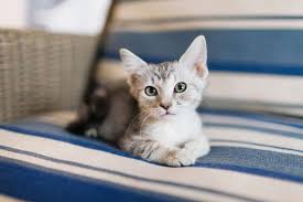 Here are the top 100 cute cat names from the rover database, and more kitten names inspired by. 20 Cute Cat Names Adorable Boy And Girl Kitten Names