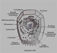 The plasma membrane, centriole, lysosome, ribosome, cytoplasm, nuclear envelope, smooth endoplasmic reticulum, mitochondria. Draw A Well Labelled Diagram Of Animal Cell And Main Cell Organelles Science The Fundamental Unit Of Life 12865383 Meritnation Com