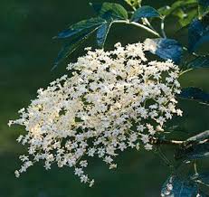 Image result for Corycium