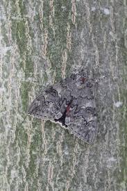 Image result for Catocala electa