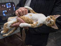 My kitten keeps biting me on my face! this is worrying, but it's not an uncommon problem. Veterinarians Reveal Things You Should Never Do To A Cat