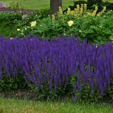 Tall spiky plant with purple flowers google search images. 14 Purple Perennials Walters Gardens Inc