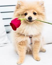276 3k Likes 1 987 Comments King Kong Da Savage Pom Kongdasavage On Instagram Feelin Cool Cuz We Just Hit 500k In A W Logan Paul Kong Cute Animals Dogs