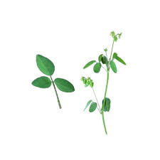 Image result for Oxalis barrelieri