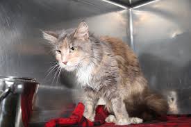 Maine villa located in wadsworth, maine delite cattery in columbus and muse coons cattery in central ohio are also great places to find yourself one of these brilliant furry creatures. Friday Update For Marietta Ohio Maine Maine Coon Rescue Facebook