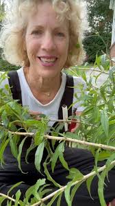 Who needs lemons? Make the most of what your Garden has to offer before  autumn takes all your herb leaves #lemonverbena #iceandaslice  #aloysiacitrodora.#lemonflavor