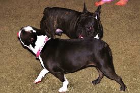 French bulldog boston terrier mix full grown. Boston Terrier Vs French Bulldog The Great Debate