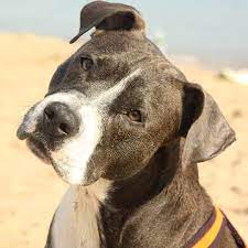 hey everybody amstaff amstaff staff staff staffordshire dog lovestaff lovepitbull pitbull staffordshire terrier dogs terrier