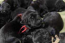 Originally, in russia, they were known as the chornoi terrier. Iz Teremka Brt Kennel Preserving The North American Black Russian Terrier Breed