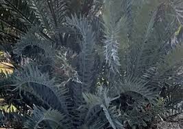 Image result for Encephalartos chimanimaniensis