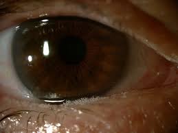 Image result for Blepharis transvaalensis