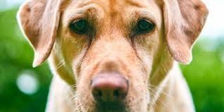 A canal runs through it and they enjoy running and swimming for plenty of exercise. Golden Retriever Lifespan Dropped In 35 Years Shocking