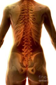 It was inspired by a similar project on ucsd's bonepit site. Bones Of The Upper Body Female Photograph By Science Picture Co