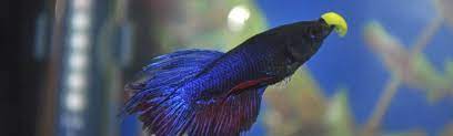 Shrimp betta live fish food. Betta Fish Feeding Guide Bettaboxx