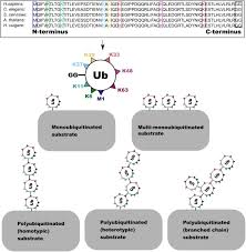 Check spelling or type a new query. Frontiers Ubiquitination In Plant Meiosis Recent Advances And High Throughput Methods Plant Science