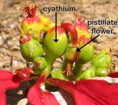 Poinsettia Flower Anatomy