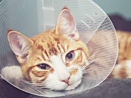 Wann sollte ich meine katze bzw. Kastration Bei Katzen Ablauf Vor Und Nachsorge