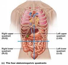 Check spelling or type a new query. Abdomen Anatomy Archives Page 2 Of 6 Anatomy Note