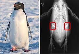 Awesome, right?such is the charm of penguins. Do Penguins Have Knees Quora