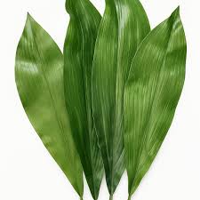 Image result for Aspidistra