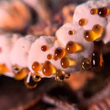 Image result for Homalium dentatum