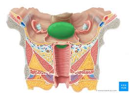 The external genitalia lie outside the true pelvis. Female Reproductive Organs Anatomy And Functions Kenhub