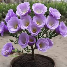 Image result for eustoma lisianthus in garden