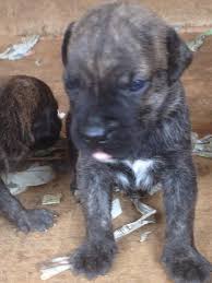Get a boxer, husky, german shepherd, pug, and more on kijiji, canada's #1 local classifieds. Ghana Puppies Presa Canario Puppies Three Weeks And Facebook