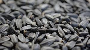 Mungkin banyak yang mengira kalau kuaci adalah bagian biji dalam anatomi buah. 12 Manfaat Biji Bunga Matahari Untuk Kesehatan Aman Untuk Diabetes Hot Liputan6 Com
