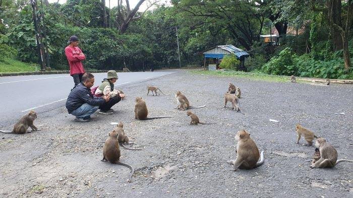 Hutan Wisata Plangon 1