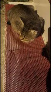 Kedi Severler Dernegi Beitrage Facebook