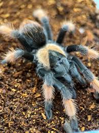 Image result for Emilia brachycephala