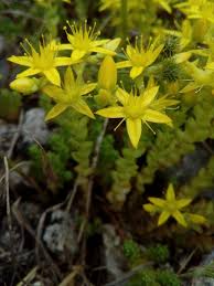 Image result for Sedum ruwenzoriense