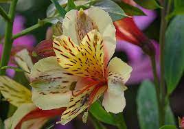 Alstroemeria Flower Types Of Flowers Www Facebook Com Flowerofworld Www Flowerhomes Blogspot Com Alstroemeria Alstromeria Flowers